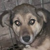Tilly Notf. Welpe Valcea